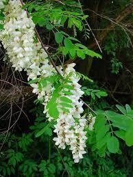 Robinia Pseudoacacia vaso - alveolo forestale 28 fori - h 60-80 cm - prezzo a pianta singola Robinia Pseudoacacia vaso - alveolo forestale 28 fori - h 60-80 cm - prezzo a pianta singola