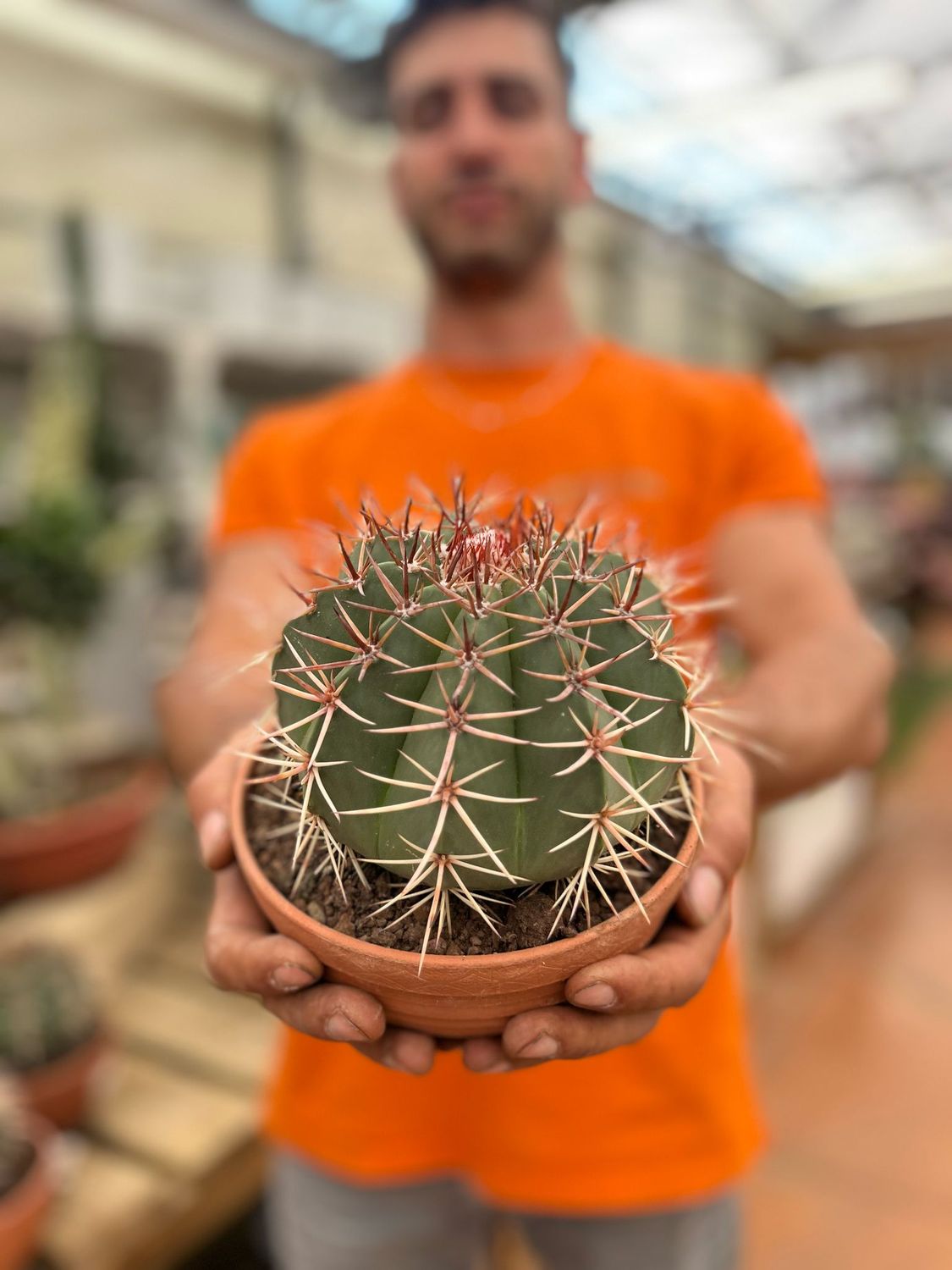 Melocactus bahiensis - Melocactus della Bahia - vaso 17 Melocactus bahiensis - Melocactus della Bahia - vaso 17