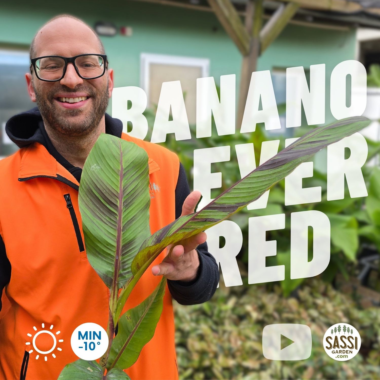 Musa Basjoo sikkimensis 'Ever Red' Banano Giapponese Rosso - banano di Darjeeling - vaso Ø15 cm, h 60 cm