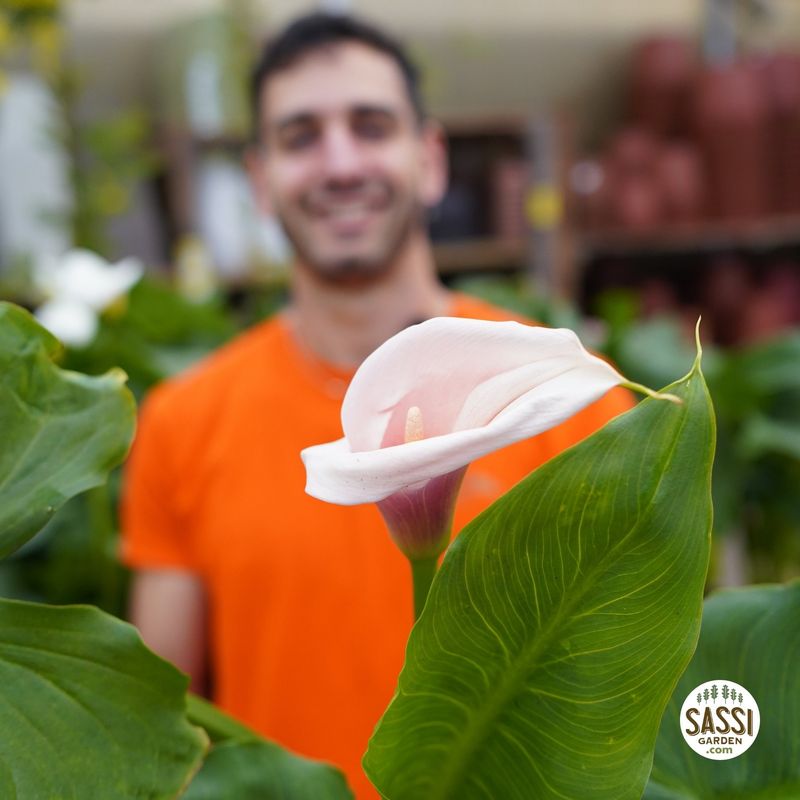 Calla Rosa, Zantedeschia aethiopica Flamingo - vaso Ø19 cm scod