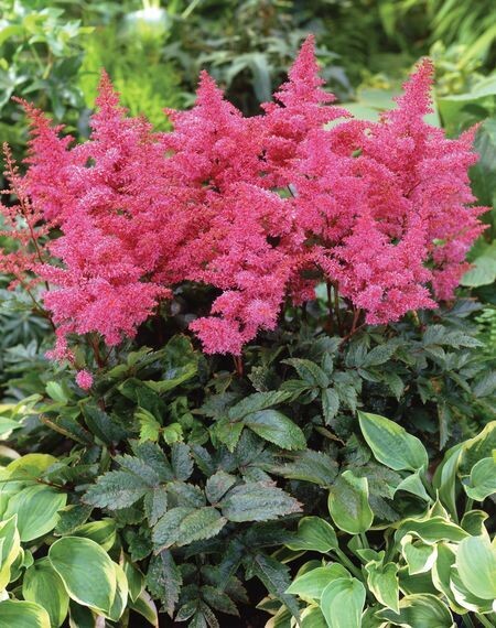 Astilbe arendsii 'Rheinland' - vaso Ø18 cm