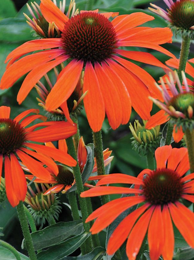 Echinacea purpurea 'Butterfly' - vaso Ø11 quadrato
