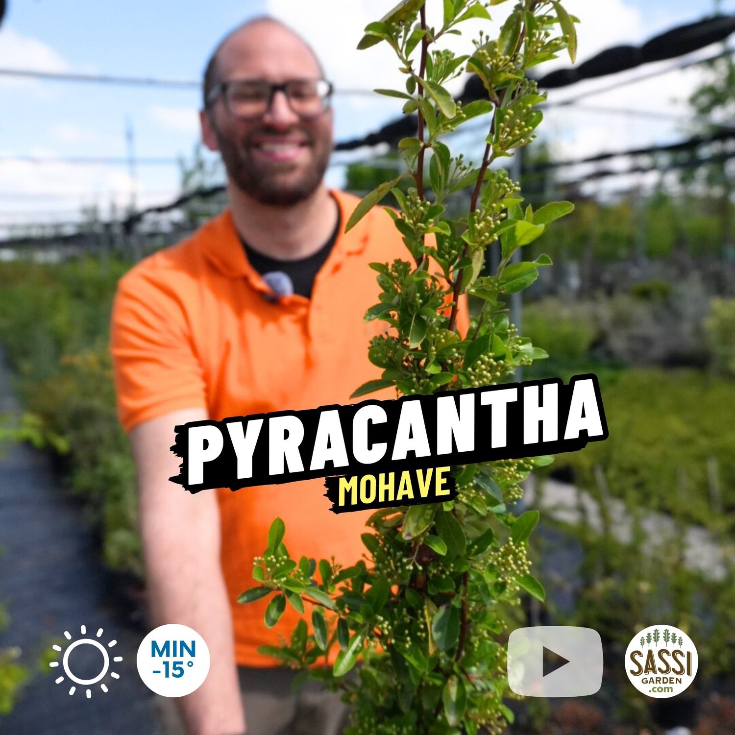 Pyracantha mohave, Piracanta, bacca arancione - vaso Ø15 cm, h 70 cm Pyracantha mohave, Piracanta, bacca arancione - vaso Ø15 cm, h 70 cm