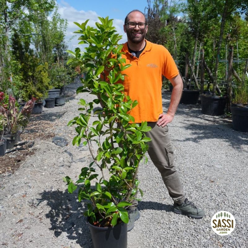 Viburnum lucidum, Viburno lucido, Siepe - vaso Ø30 cm, h 160-170 cm