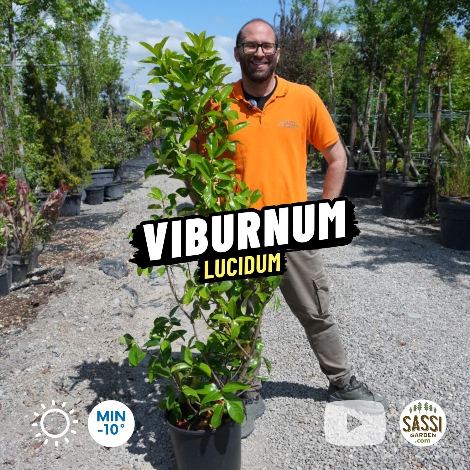 Viburnum lucidum, Viburno lucido, Siepe - vaso Ø30 cm, h 160-170 cm Viburnum lucidum, Viburno lucido, Siepe - vaso Ø30 cm, h 160-170 cm