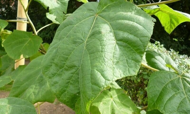 Albero di Paulownia tomentosa LIGNIFICATA, Pawlonia, Paulonia, Albero dei fazzoletti, Albero imperiale - vaso Ø50 cm Esemplare