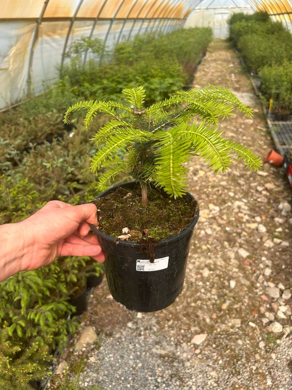 Abies alba, Abete bianco - vaso Ø18 cm