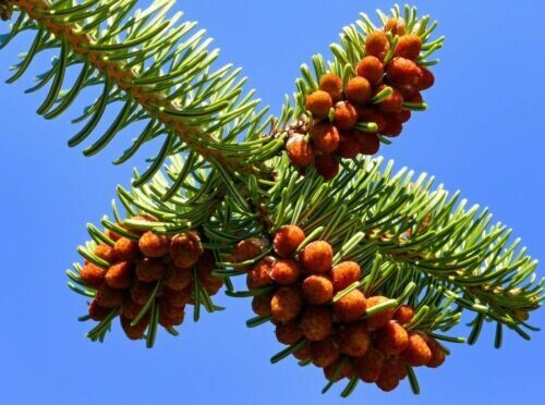 Abete Nordico, Abies Nordmanniana - vaso Ø18 cm