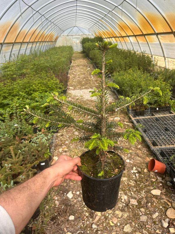 Abete Nordico, Abies Nordmanniana - vaso Ø18 cm