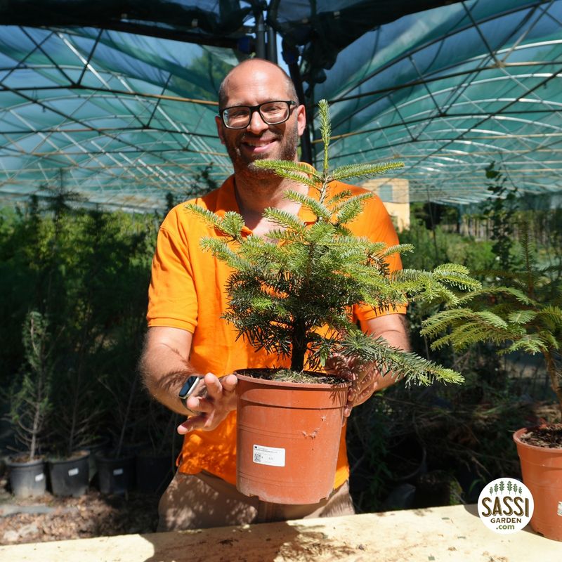 Abete Nordico, Abies Nordmanniana - vaso Ø18 cm