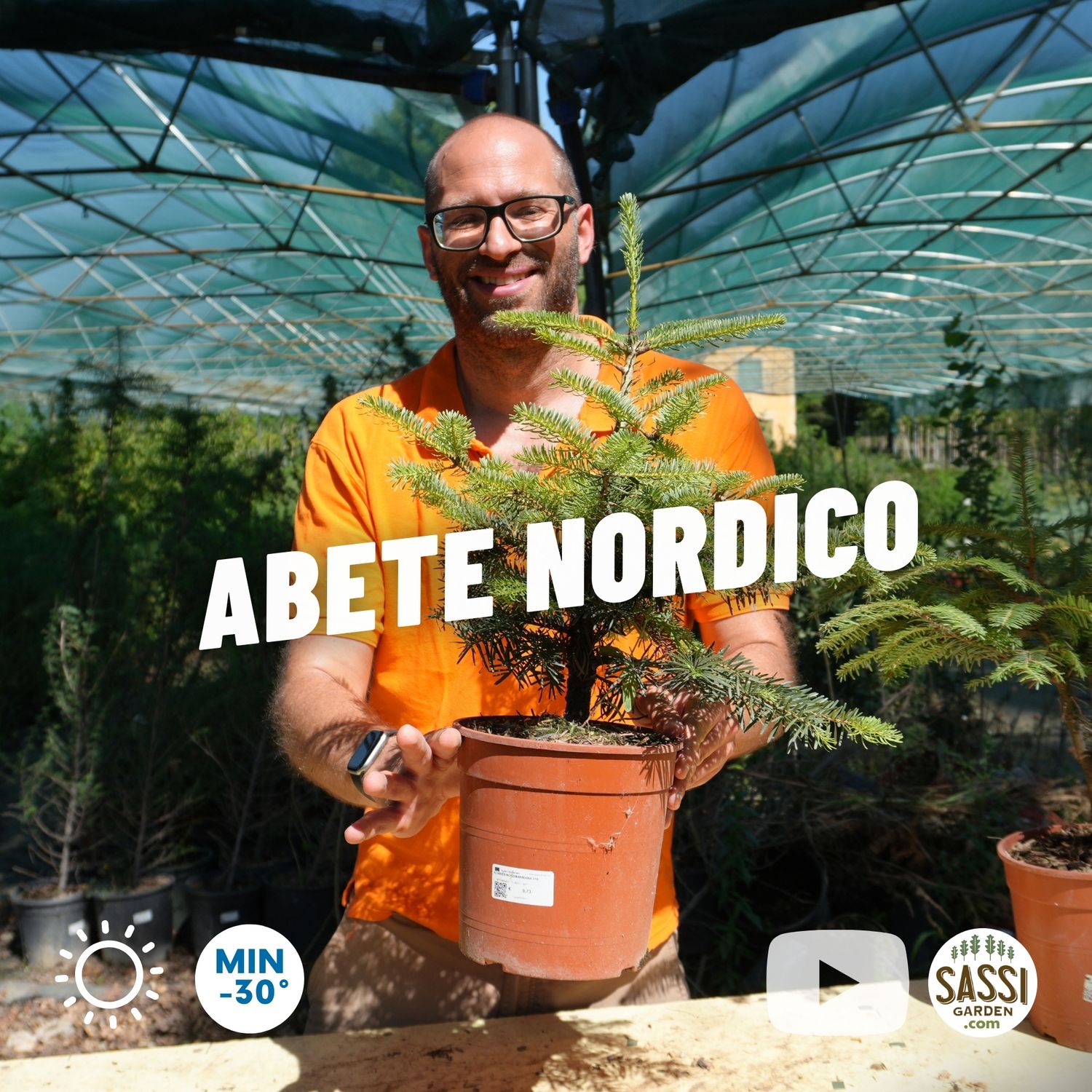 Abete Nordico, Abies Nordmanniana - vaso Ø18 cm