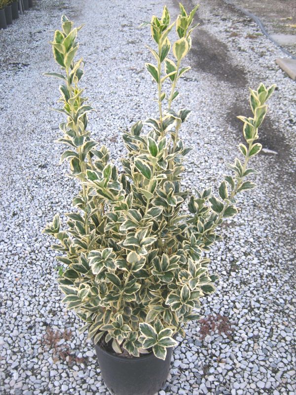 Evonimo, Euonymus japonicus 'Bravo' - vaso Ø19 cm