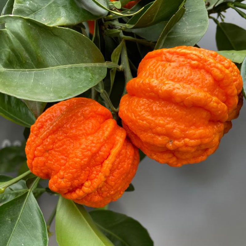 Arancio corrugato, Citrus sinensis ‘Corrugato’ - vaso Ø21 cm Arancio corrugato, Citrus sinensis ‘Corrugato’ - vaso Ø21 cm