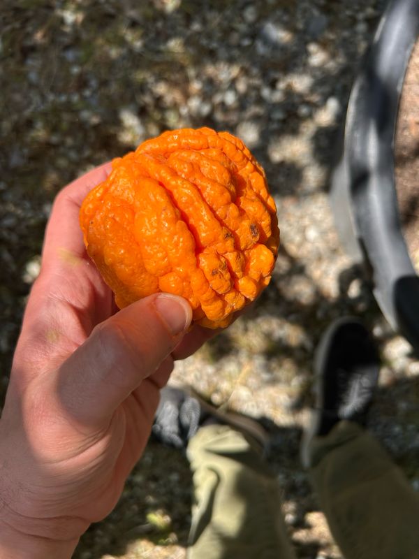 Arancio corrugato, Citrus sinensis ‘Corrugato’ - vaso Ø21 cm