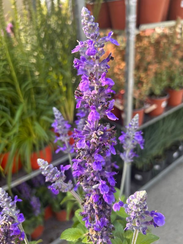 Salvia farinacea ' Marvel Blue ' - vaso Ø17 cm Salvia farinacea ' Marvel Blue ' - vaso Ø17 cm