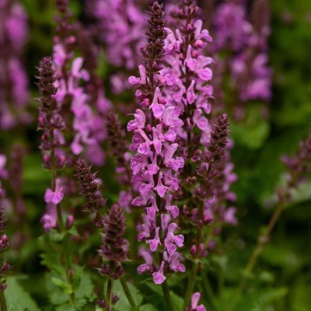 Salvia nemorosa 'Marvel Rose' (potata) - vaso Ø17 cm