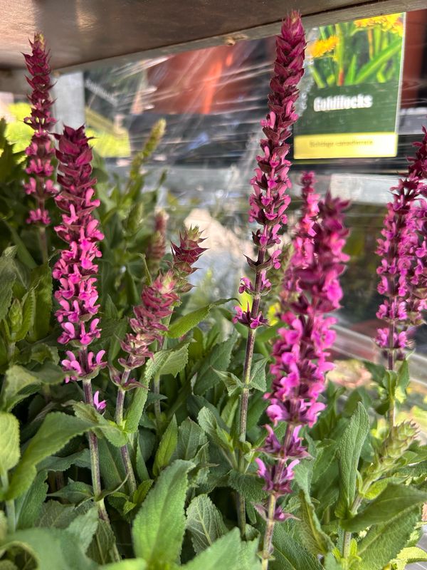 Salvia nemorosa 'Caradonna Pink' - vaso Ø17 cm