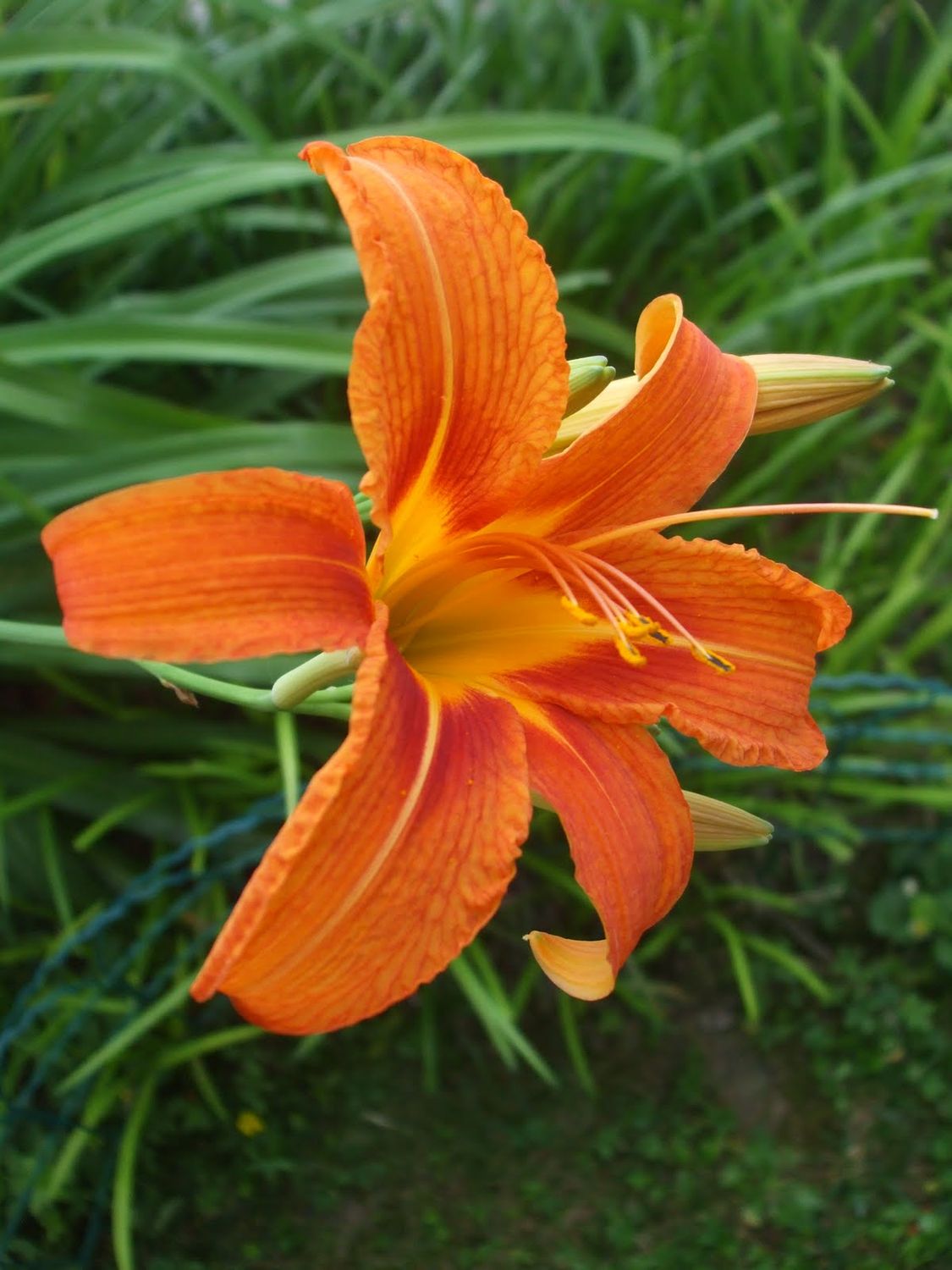 Hemerocallis fulva - vaso Ø18 cm Hemerocallis fulva - vaso Ø18 cm