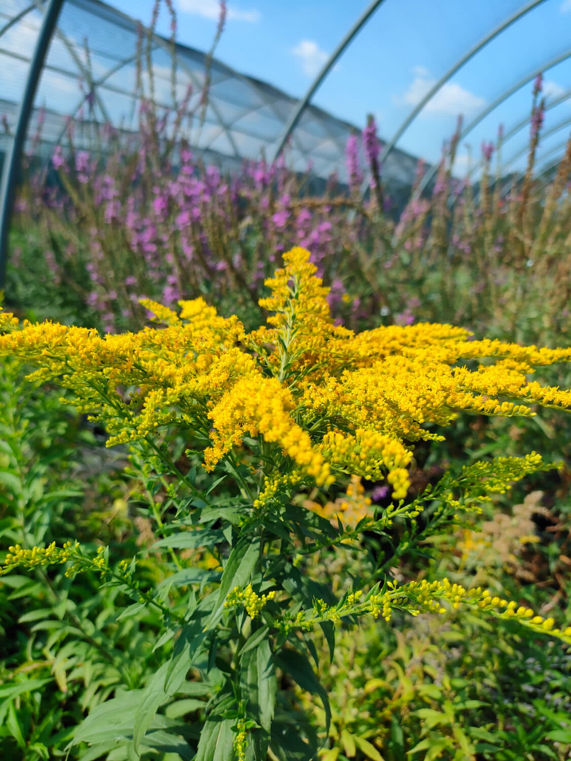 Solidago Canadensis 'Goldilocks' - vaso Ø18 cm Solidago Canadensis 'Goldilocks' - vaso Ø18 cm