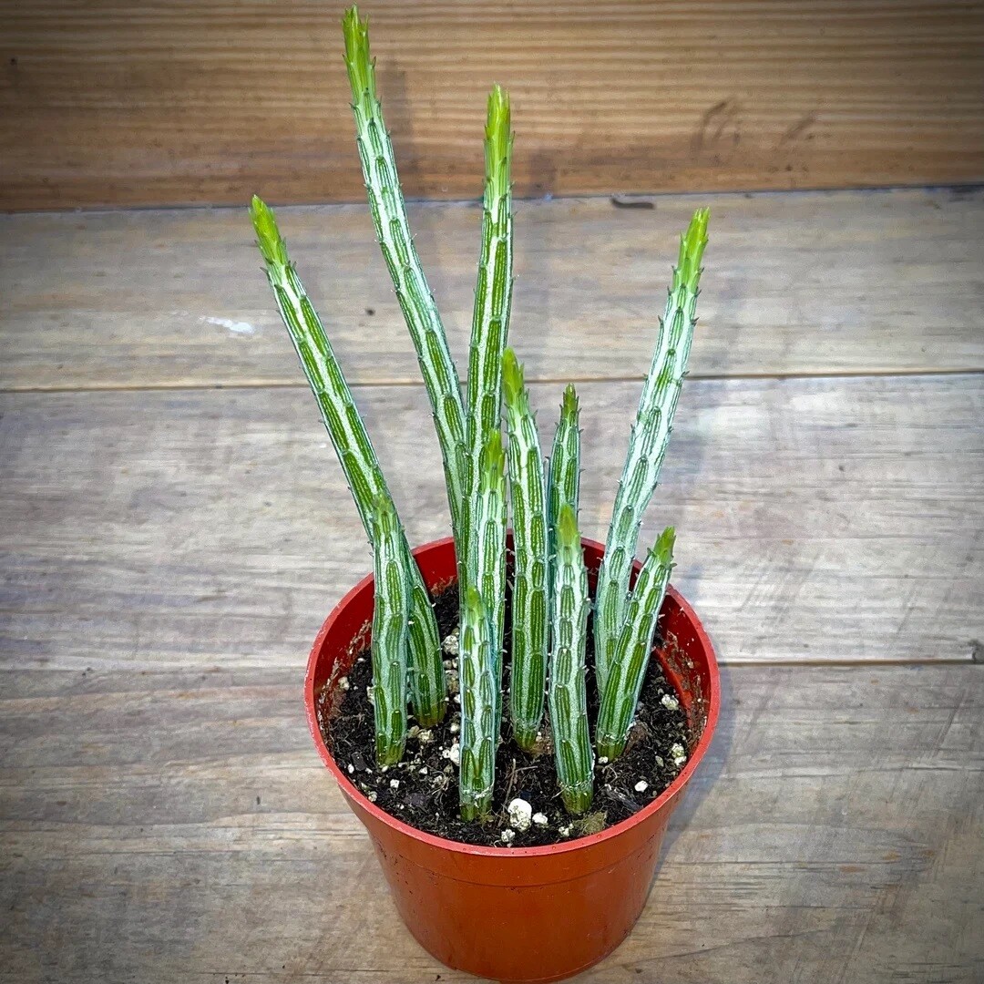 Senecio stapeliaeformis - vaso Ø8,5 cm