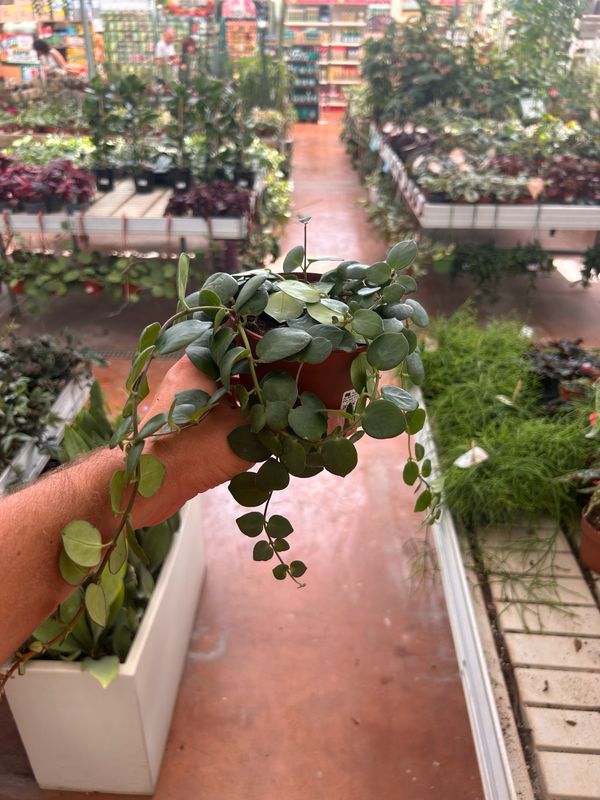 Aeschynanthus 'Pink Polka's, Eschinanto, pianta rossetto - Ø12 cm
