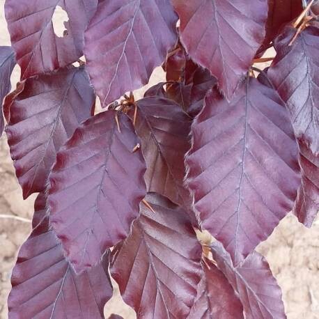 Fagus Sylvatica Atropurpurea, Faggio Rosso - vaso Ø18 cm, h 130 cm Fagus Sylvatica Atropurpurea, Faggio Rosso - vaso Ø18 cm, h 130 cm