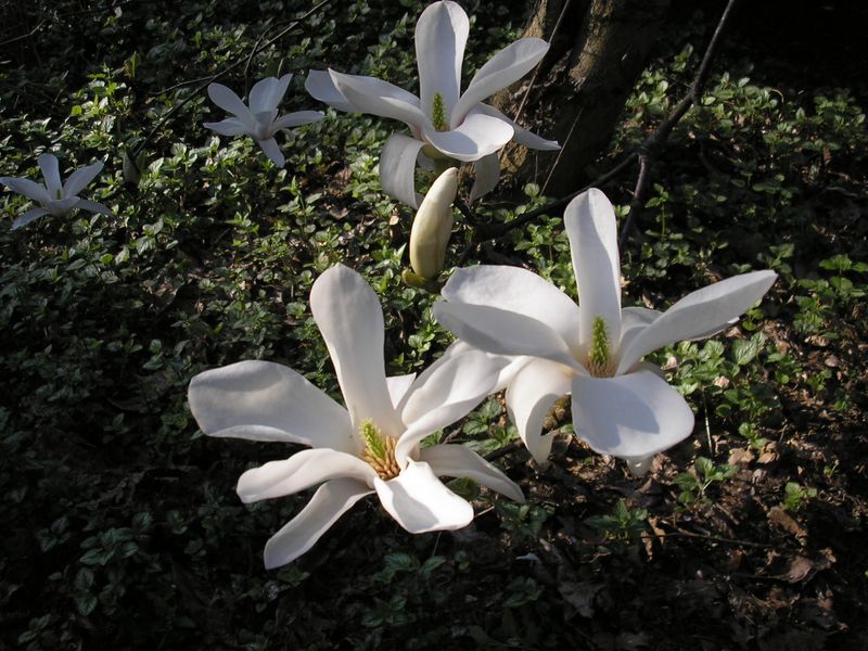 Magnolia kobus, magnolia giapponese - vaso Ø18 cm