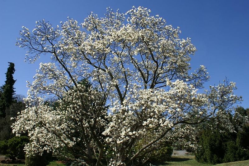 Magnolia kobus, magnolia giapponese - vaso Ø18 cm