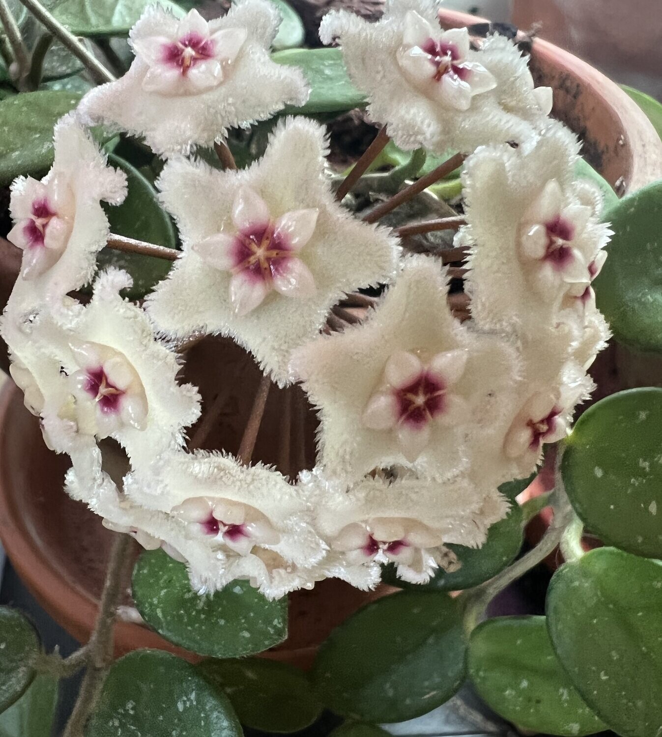 Hoya Mathilde Splash, Fiore di Cera (incrocio fra Hoya serpens e Hoya carnosa spp) - basket Ø14 cm Hoya Mathilde Splash, Fiore di Cera (incrocio fra Hoya serpens e Hoya carnosa spp) - basket Ø14 cm