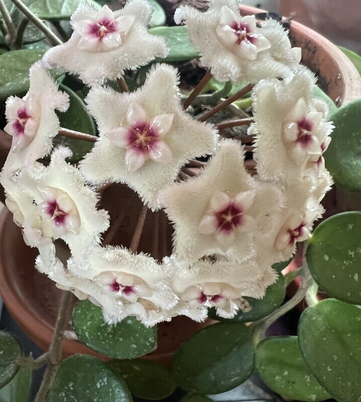 Hoya Mathilde Splash, Fiore di Cera (incrocio fra Hoya serpens e Hoya carnosa spp) - basket Ø14 cm Hoya Mathilde Splash, Fiore di Cera (incrocio fra Hoya serpens e Hoya carnosa spp) - basket Ø14 cm