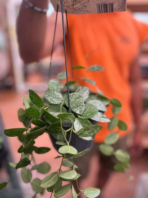 Hoya Mathilde Splash, Fiore di Cera (incrocio fra Hoya serpens e Hoya carnosa spp) - basket Ø14 cm