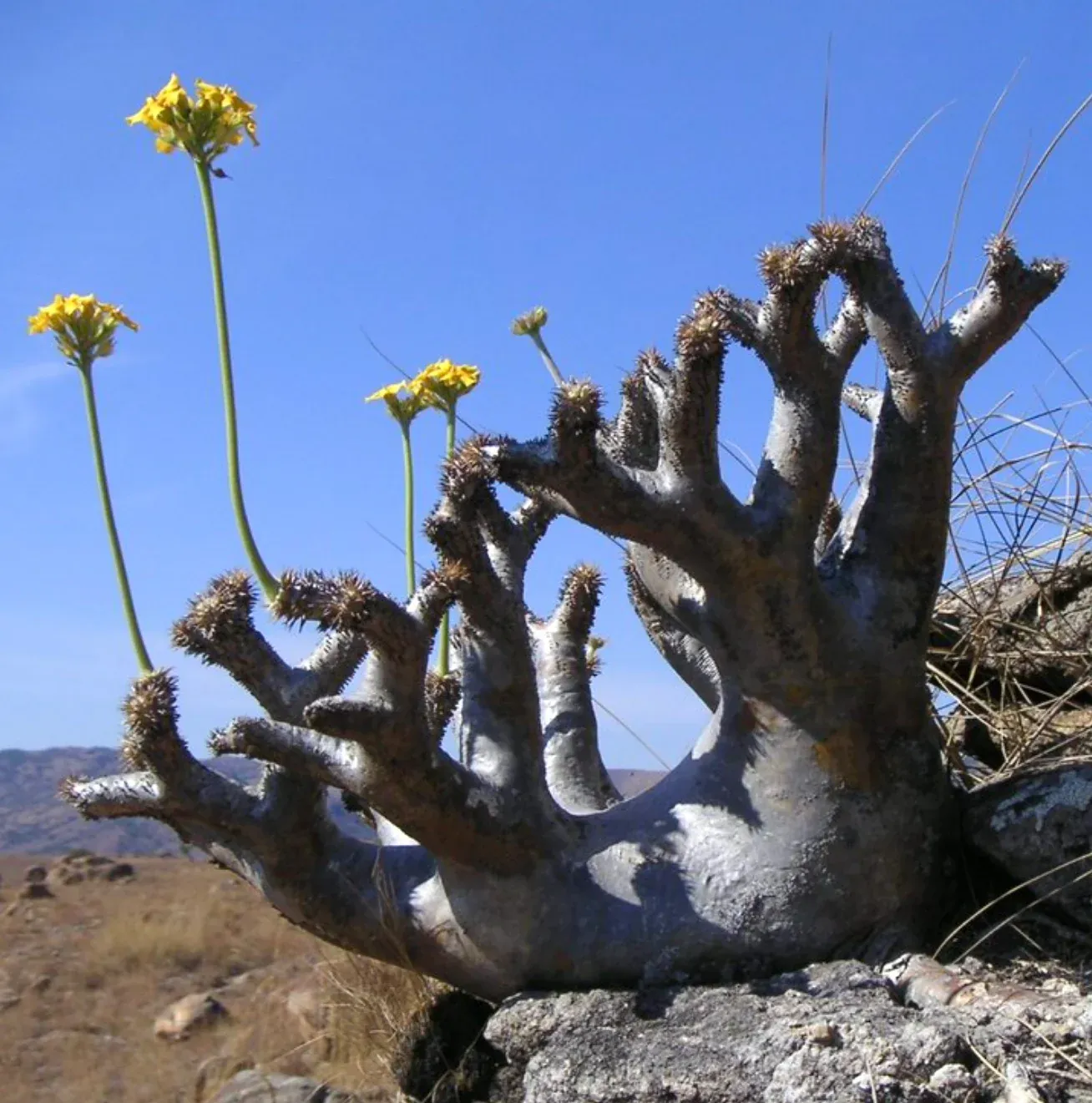 Pachypodium densiflorum, Pachypodium del Madagascar - vaso Ø8 cm Pachypodium densiflorum, Pachypodium del Madagascar - vaso Ø8 cm