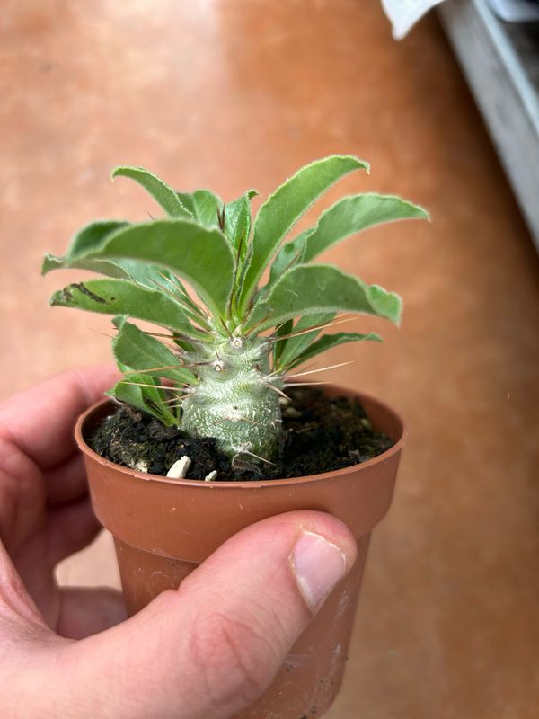 Pachypodium densiflorum, Pachypodium del Madagascar - vaso Ø8 cm