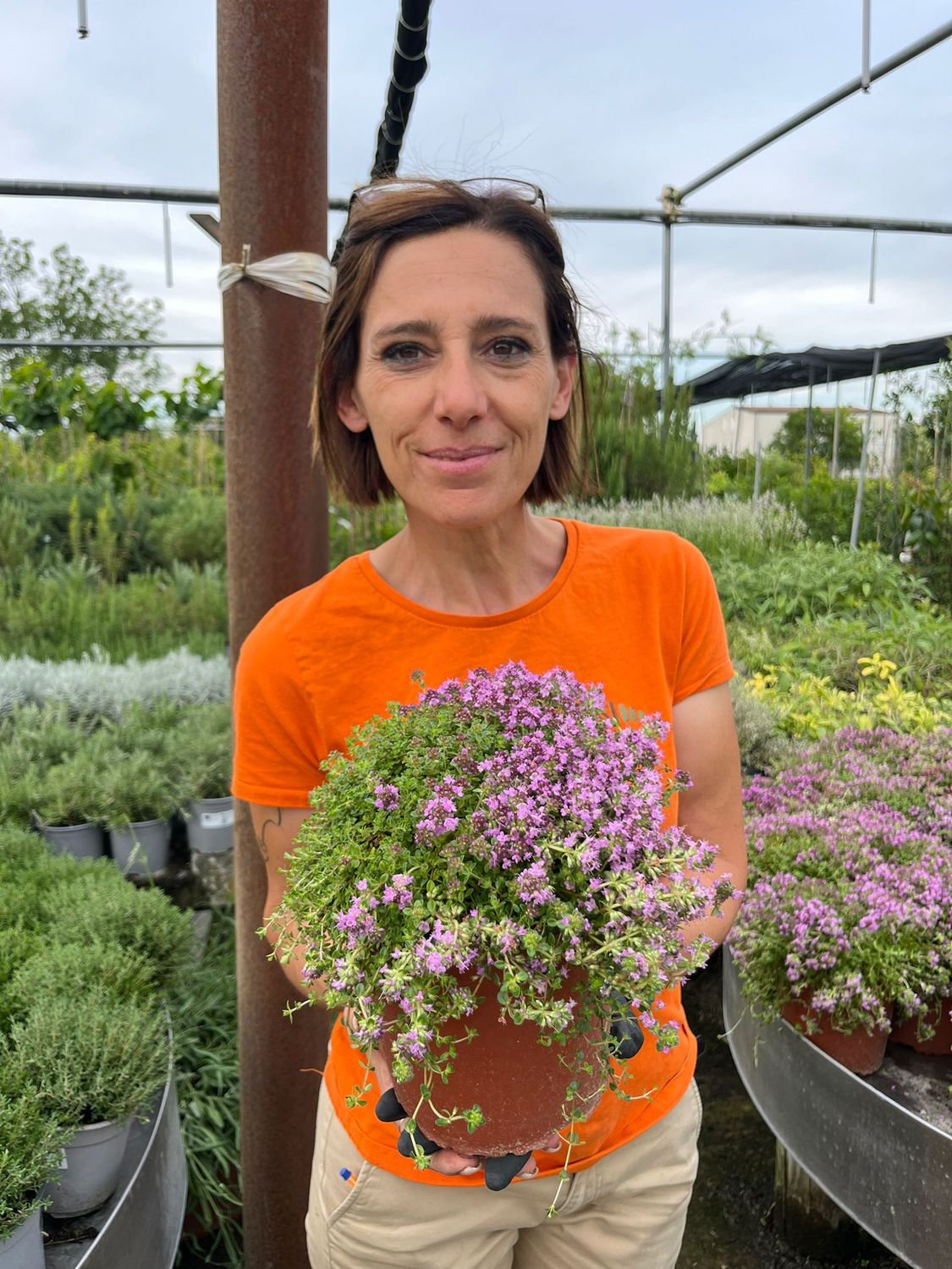 Thymus serpyllum minor - Timo serpillo minor  - Timo selvatico nano - vaso Ø18 cm