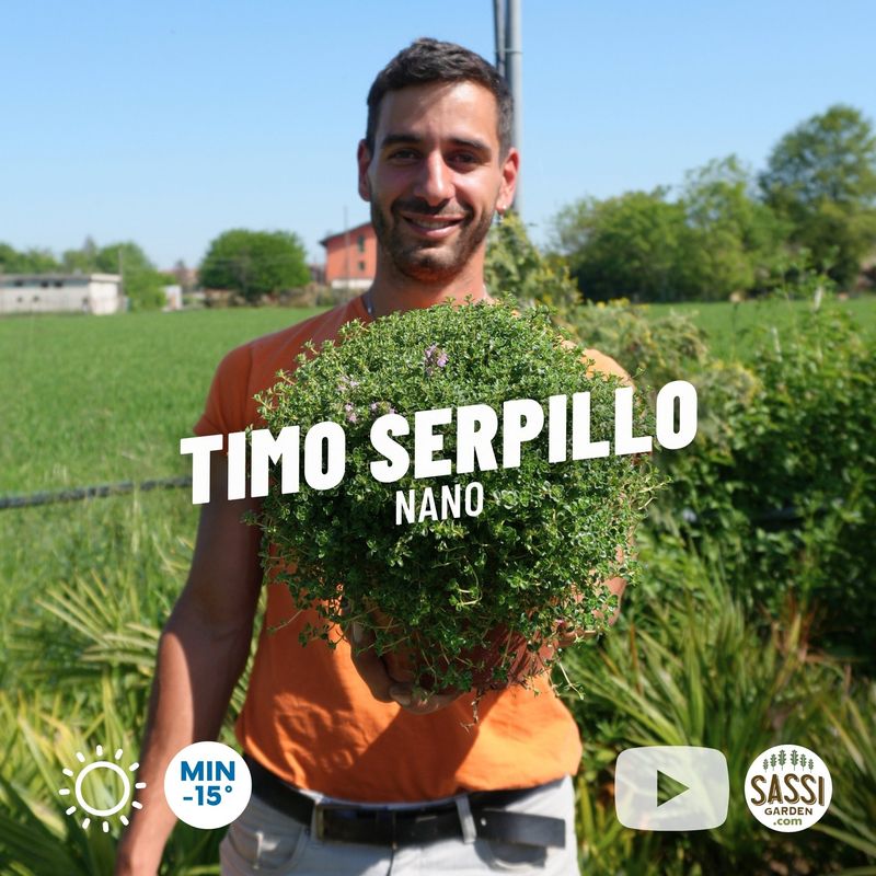 Timo serpillo nano, Thymus serpyllum minor, Timo selvatico - vaso Ø17 cm