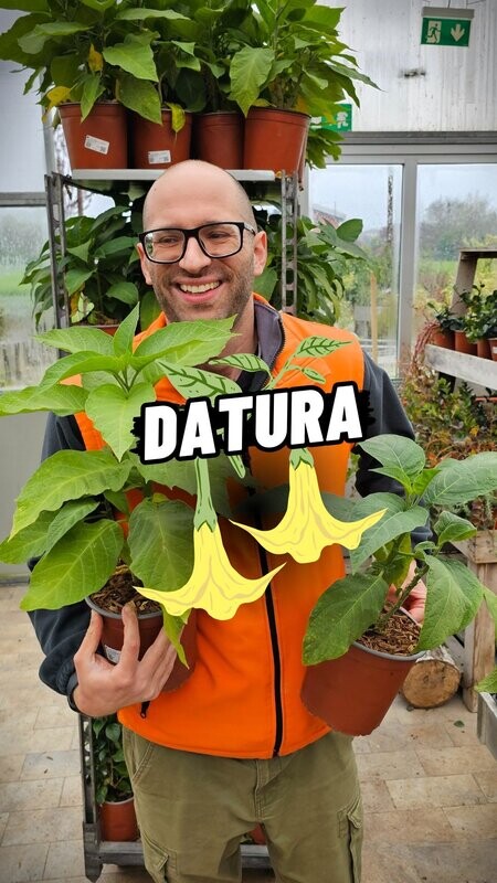 Datura arborea, Trombone del diavolo, Fiore BIANCO - vaso Ø17 cm