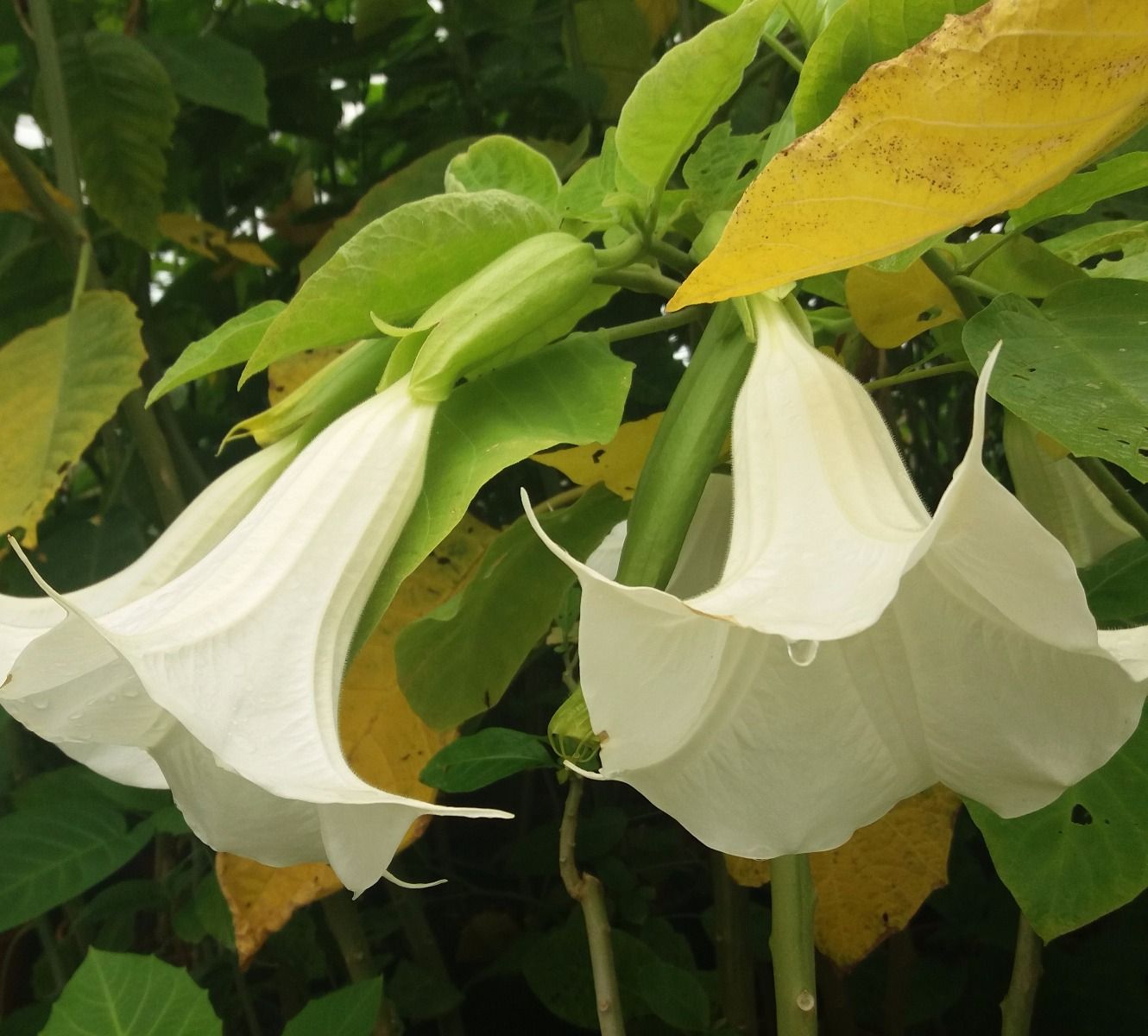 Datura arborea, Trombone del diavolo, Fiore BIANCO - vaso Ø17 cm Datura arborea, Trombone del diavolo, Fiore BIANCO - vaso Ø17 cm