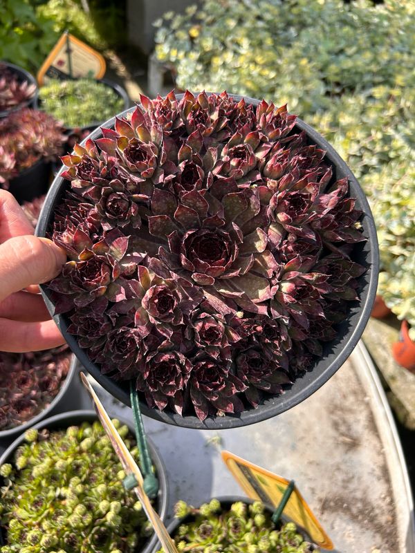 Sempervivum ' Butterscotch Baby ' - vaso Ø18 cm