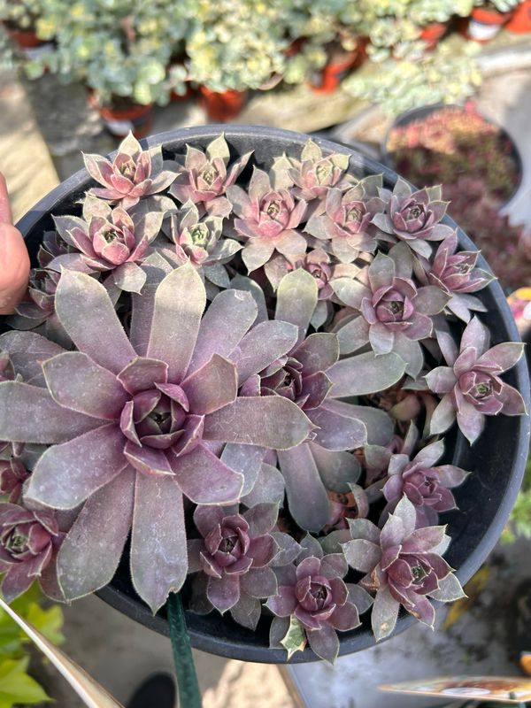 Sempervivum ' Giant Steel Appeal ' - vaso Ø18 cm