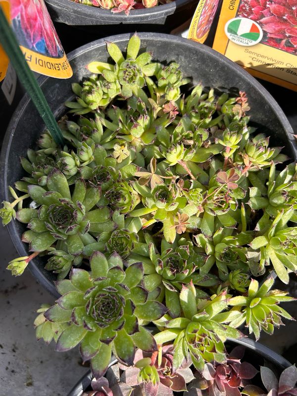 Sempervivum ' Appletini ' - vaso Ø18 cm