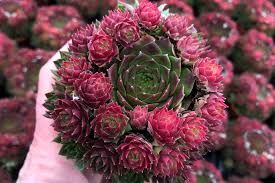 Sempervivum ' Ruby Lime ' - vaso Ø18 cm