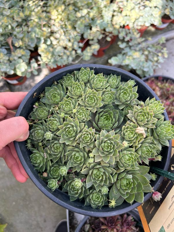 Sempervivum ' Ruby Lime ' - vaso Ø18 cm