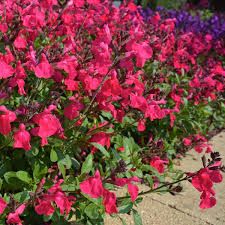 Salvia greggii " Mirage Hot Pink " - Salvia di Gregg - vaso 10 cm quadro
