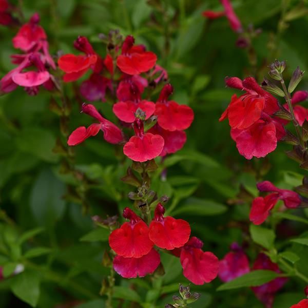 Salvia greggii " Mirage Cherry Red " - Salvia di Gregg - vaso 10 cm quadro