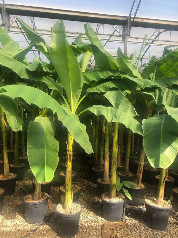 Musa Basjoo, Banano Giapponese - vaso Ø32 cm, h 200-220 cm