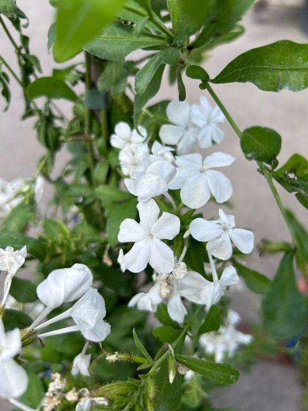 Plumbago capensis 'Alba', Plumbago bianco - vaso Ø18 cm Plumbago capensis 'Alba', Plumbago bianco - vaso Ø18 cm
