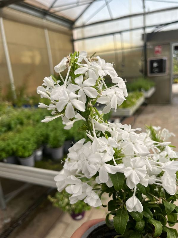 Plumbago capensis 'Alba', Plumbago bianco - vaso Ø18 cm