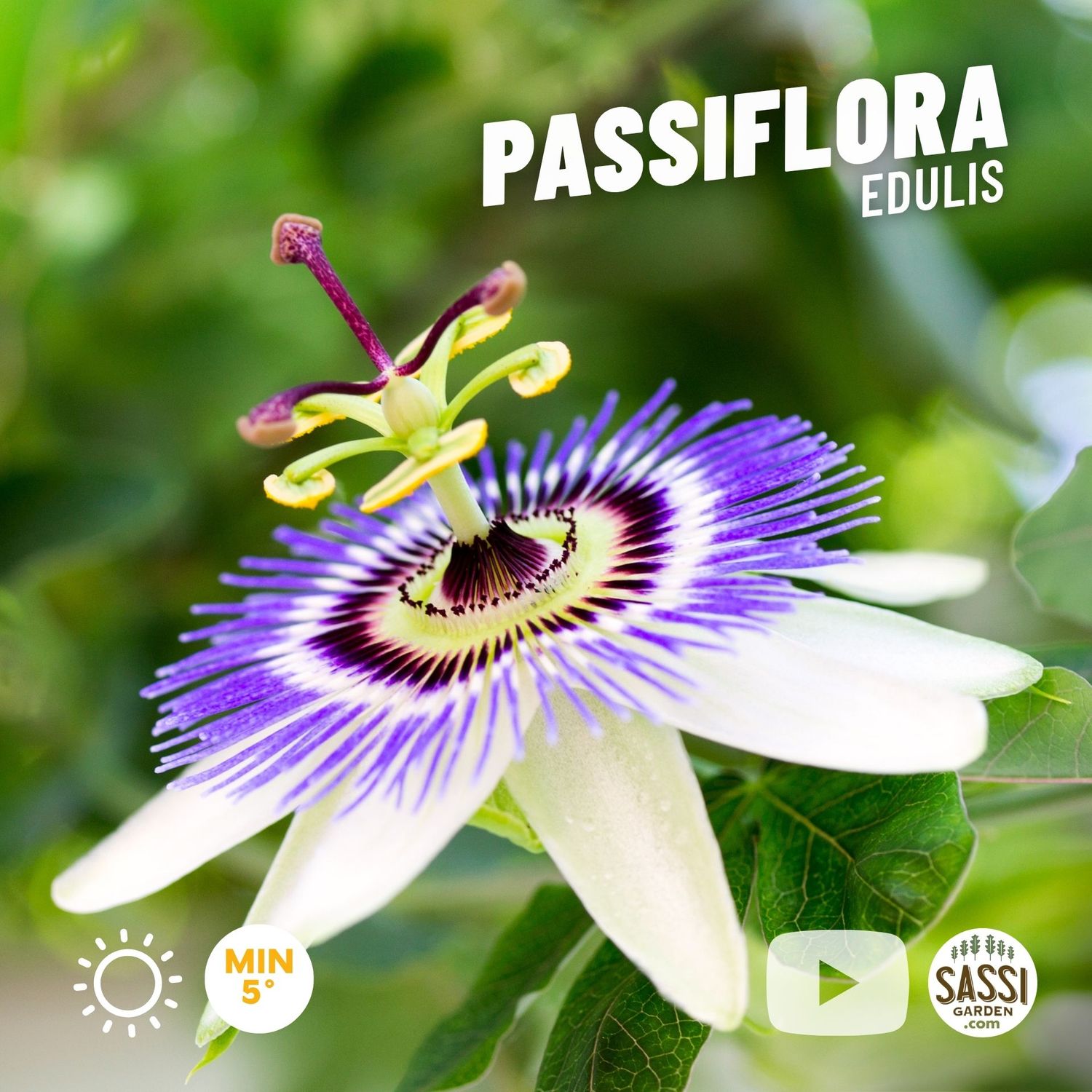 Passiflora Edulis, Maracuja, Frutto della Passione - vaso Ø17 cm
