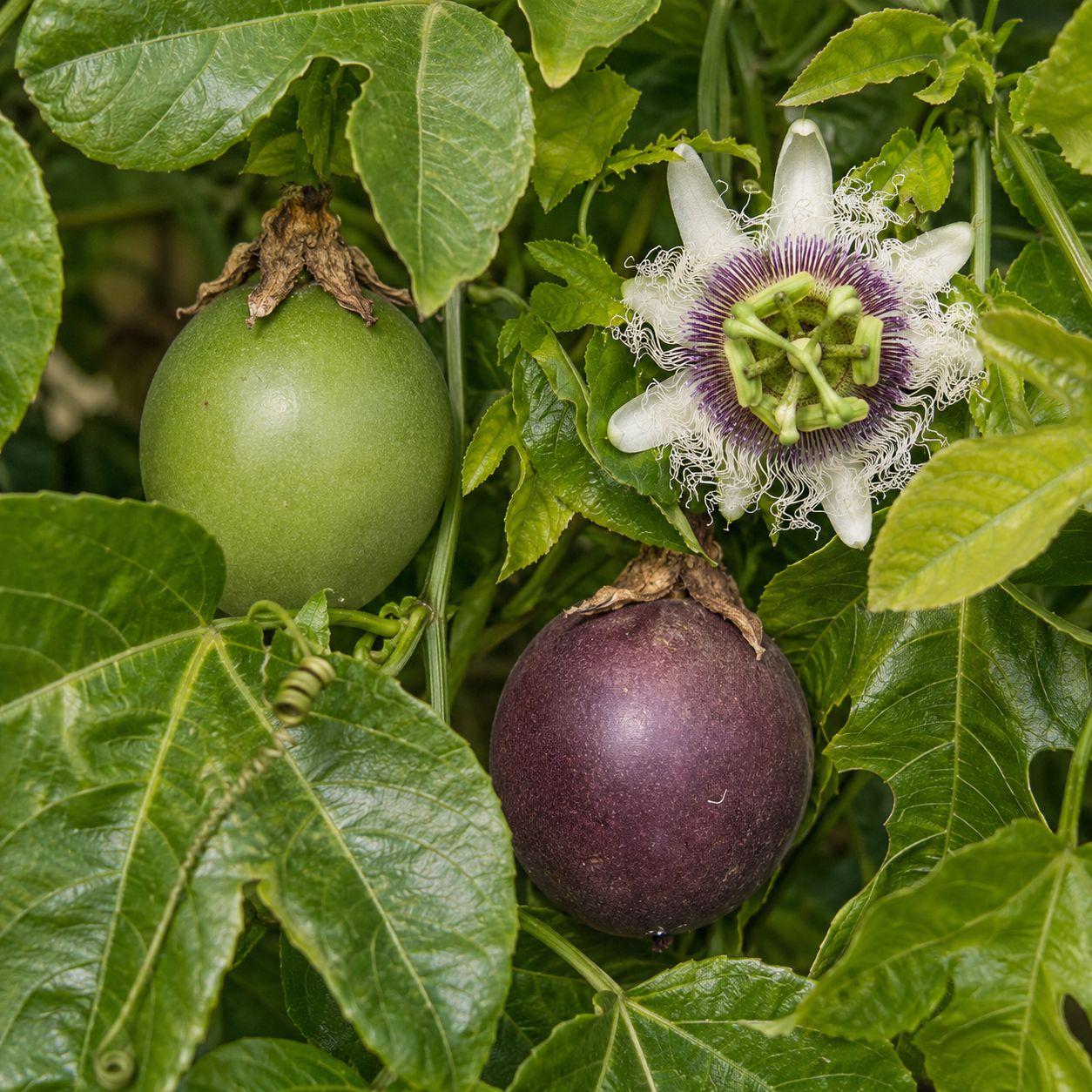 Passiflora Edulis, Maracuja, Frutto della Passione - vaso Ø17 cm