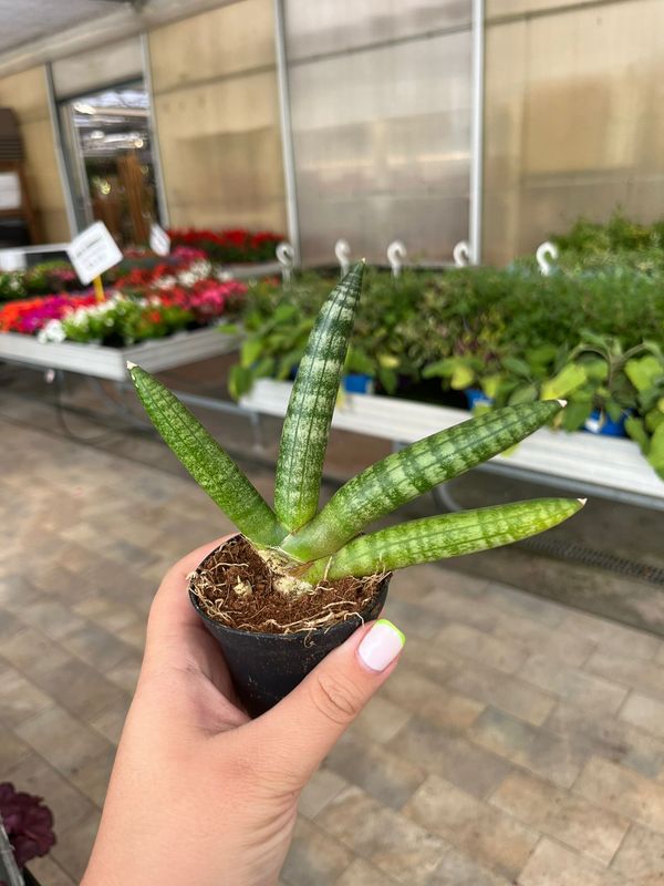 Sanseveria Spaghetti, Pianta Serpente, Sansevieria cylindrica 'Skyline', cilindrica - vaso Ø7 cm